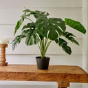 MONSTERA EN MACETA -  L60.00-W60.00-H66.00cm