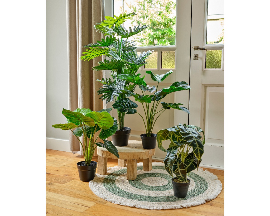 MONSTERA EN MACETA -  L60.00-W60.00-H66.00cm