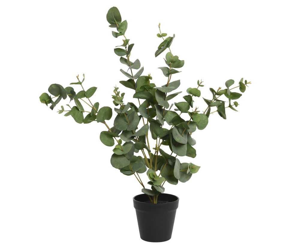 ***EUCALYPTHUS PE L30-W30-H60cm