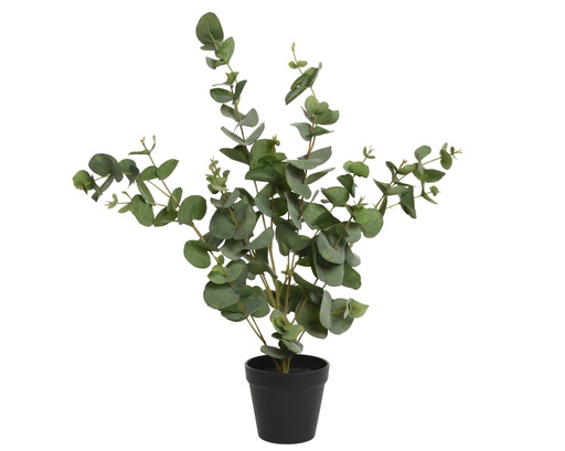 EUCALYPTUS EN POT - L30-W30-H60cm