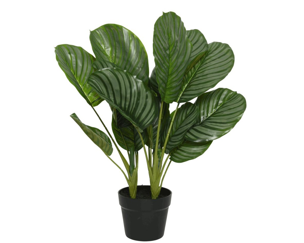 ***CALATHEA POLYESTER L60-W60-H60cm