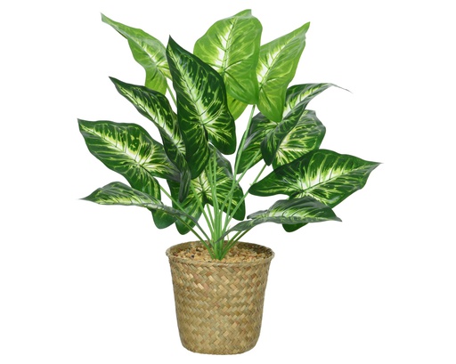 ***CALATHEA PLASTIC L13-W13-H42cm