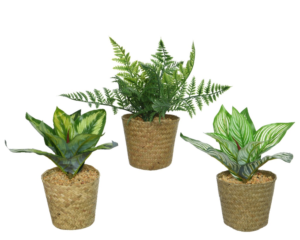 ***PLANT PVC L11-W11-H18cm