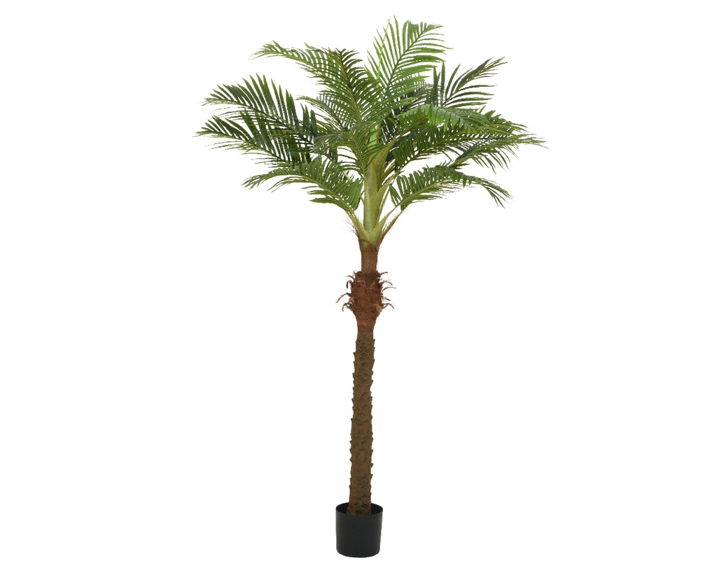 ***PALMTREE POLYESTER L110-W90-H230cm