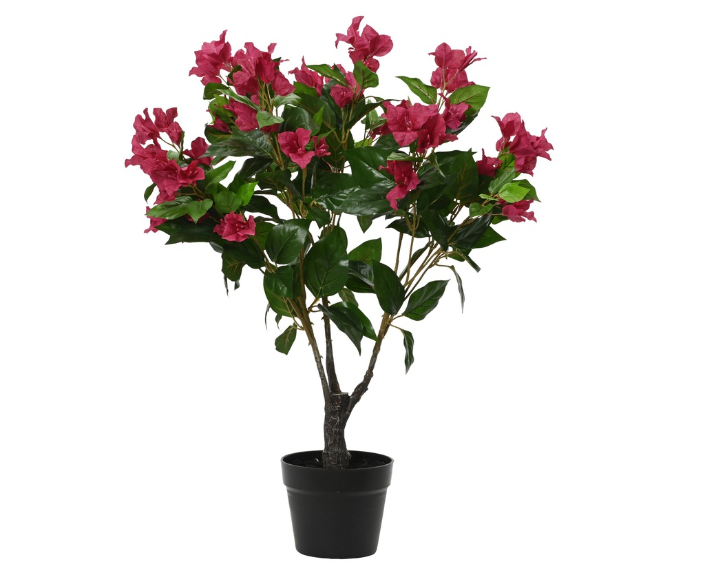 BOUGAINVILLEA PE FUCHSIA - dia40.00-H70.00cm