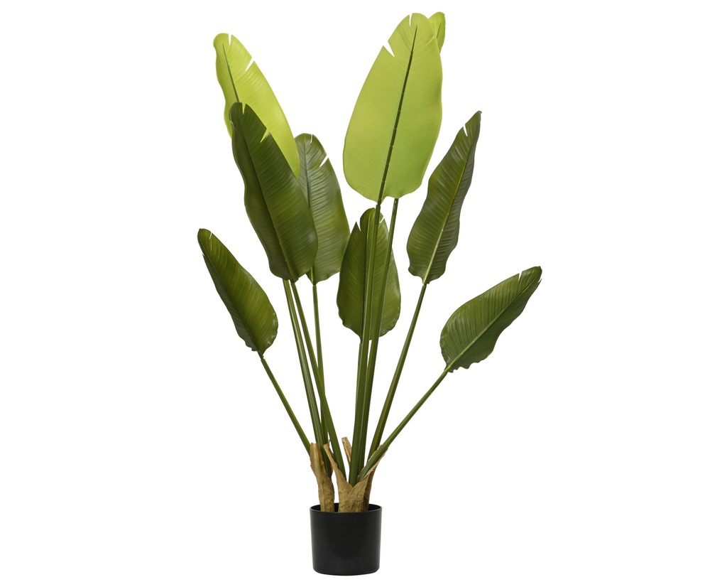 STRELITZIA EN POT - VERRE - dia40.00-H120.00cm