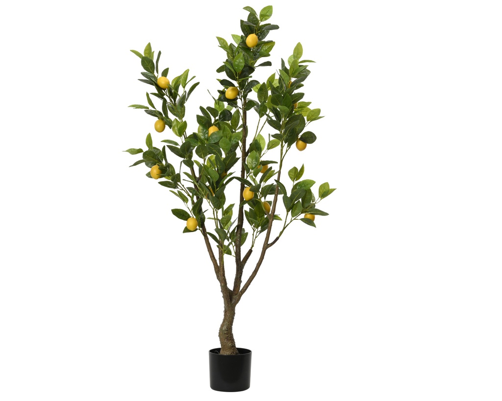 CITRONNIER EN POT - L60.00-W48.00-H130.00cm