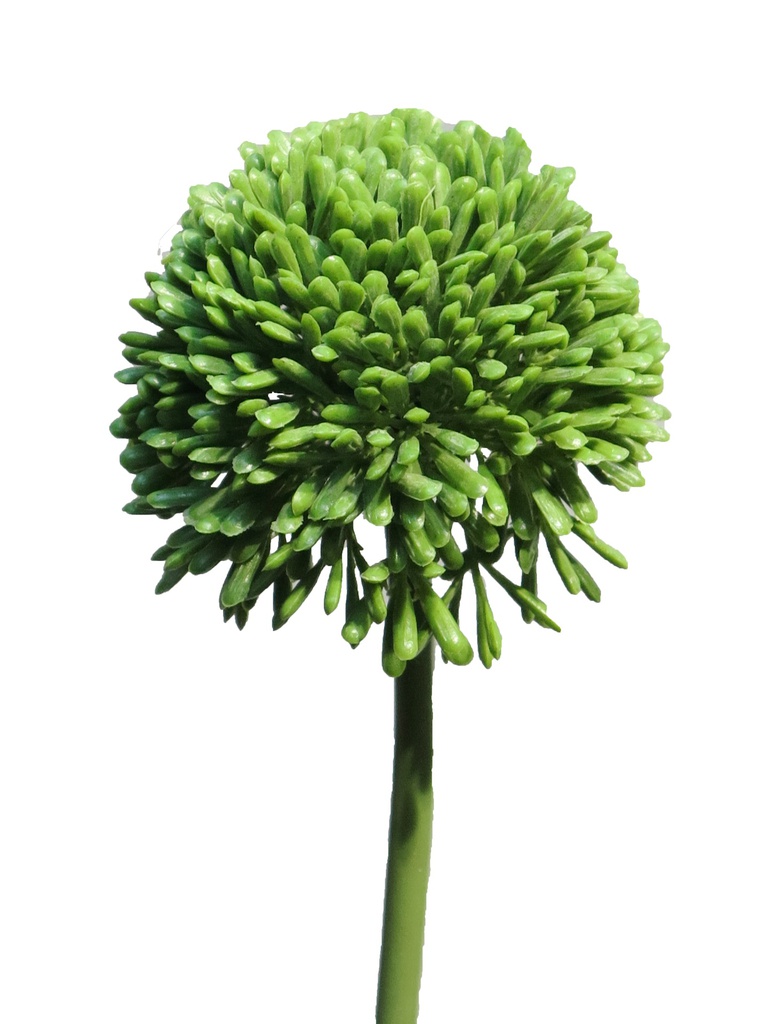 (Best) AIL D'ORNEMENT - VERT - 44cm