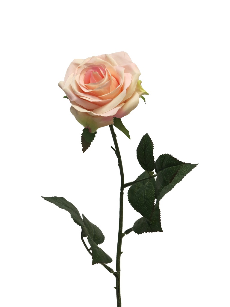 (Best) GLOIRE DE DIJON - CREME/ROSE - 64cm