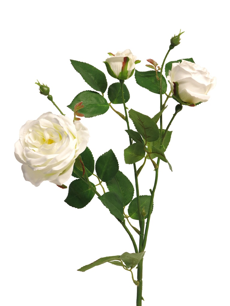 (Best) Italian rose spray x3 cream 61cm