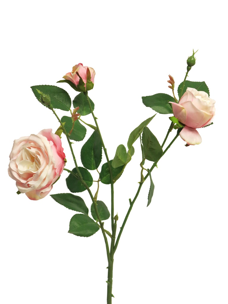 (Best) ROSE ITALIENNE (x3) - ROSE - 61cm