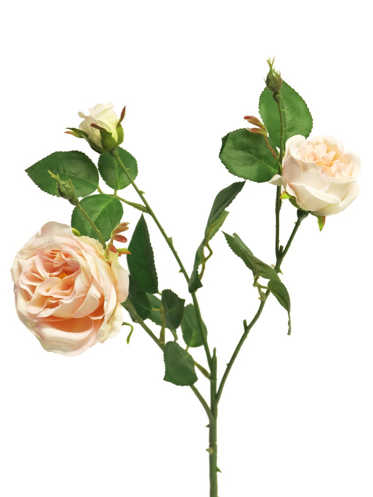 (Best) Italian rose spray x3 cream/pink 61cm