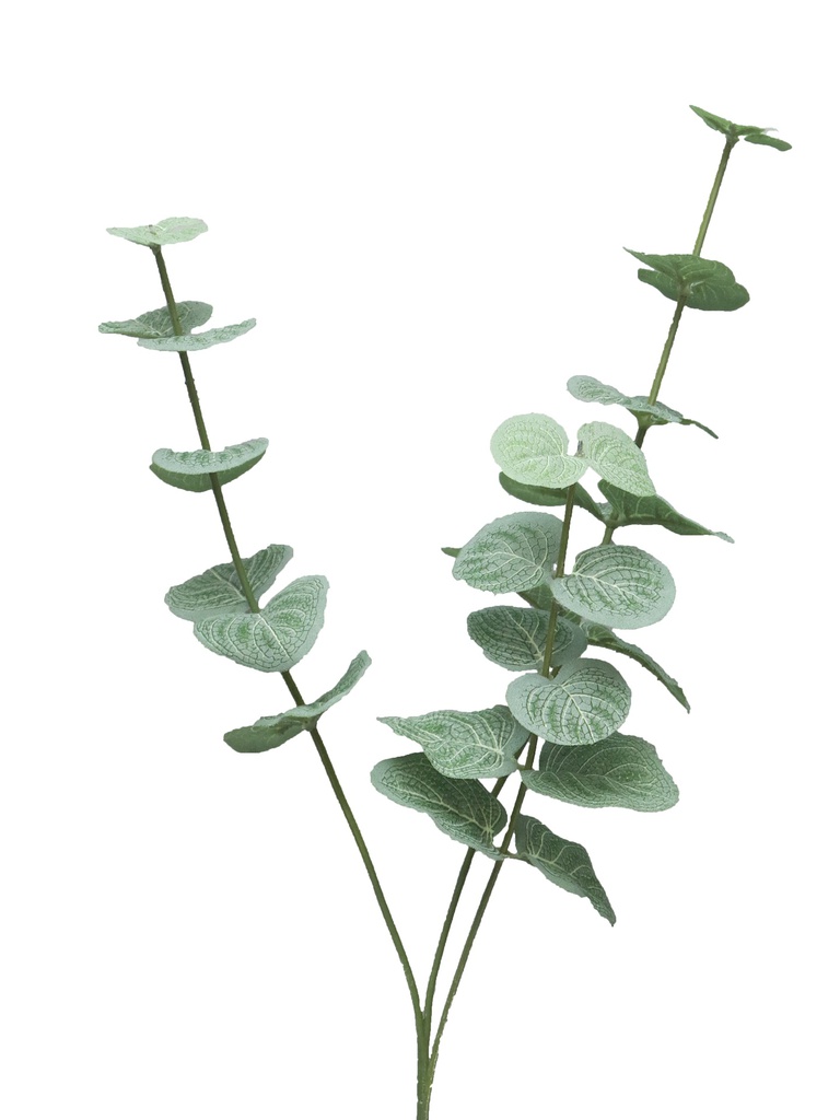 (Best) EUCALYPTUS CINEREA - lvs pick x3 60cm