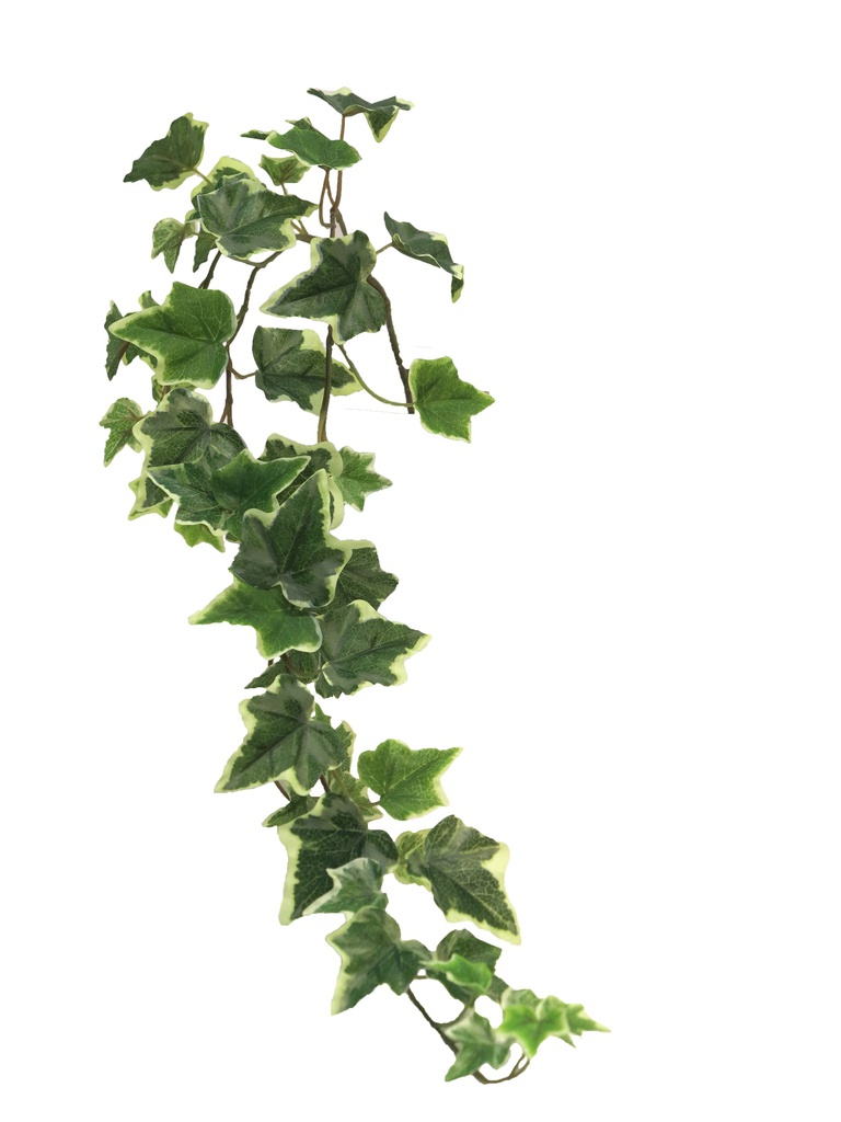 (Best) Ivy Chicago hanger S variegated x3 80cm (51 lvs)