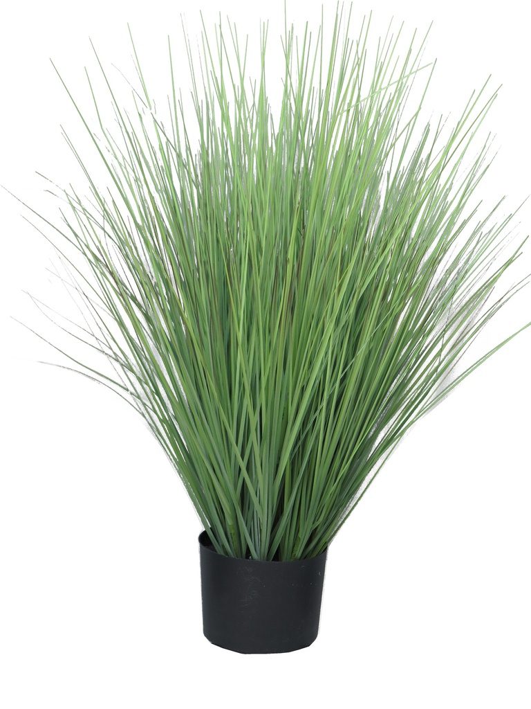 (Best) King festuca green in pot 76cm