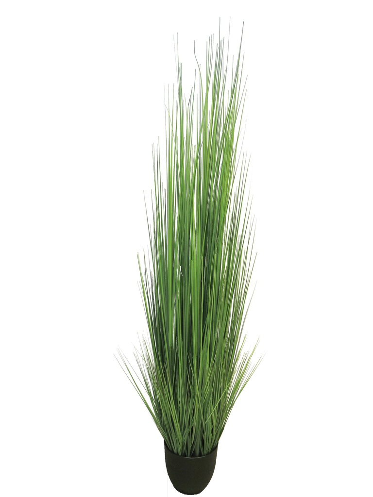 (Best) King festuca green in pot 180cm