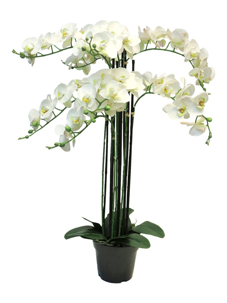 (Best) ORCHIDEE EN POT (x8) - BLANC - 110cm