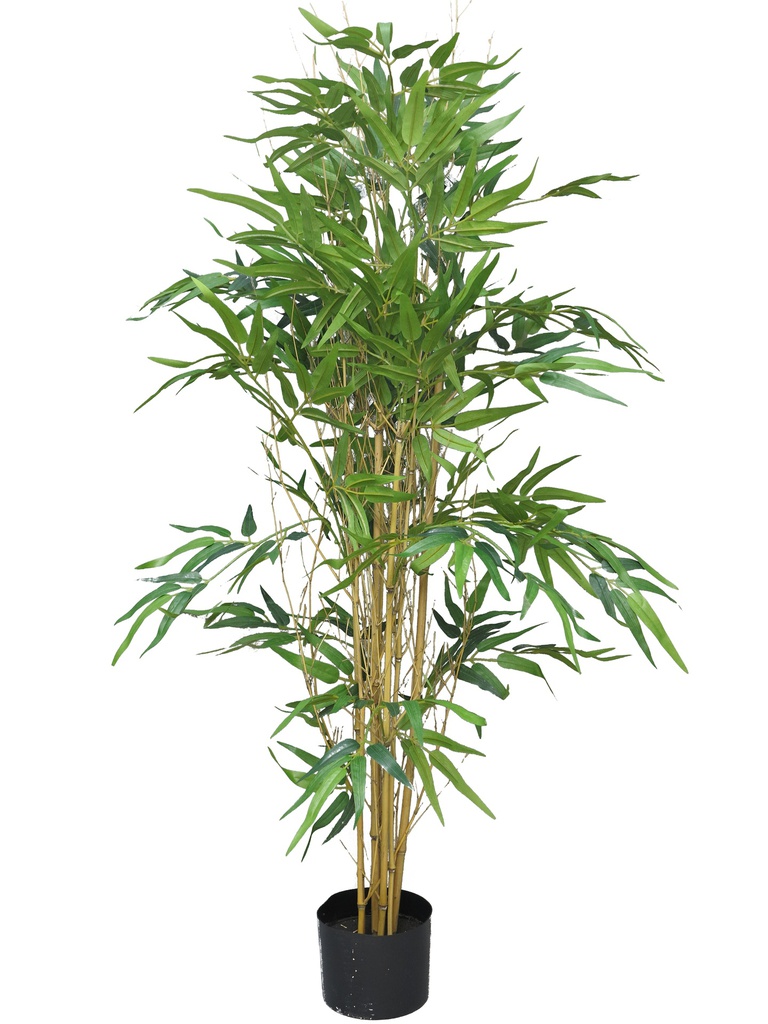 (Best) BAMBOU AVEC LE POT - 120cm