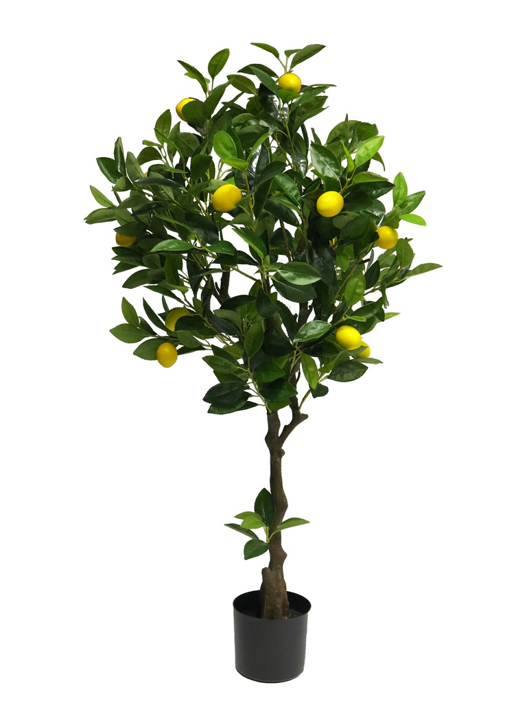 (Best) CITRONNIER - 120cm - (15 CITRONS JAUNE)