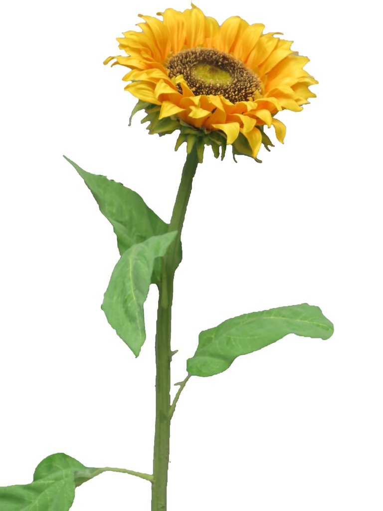 (Best) TOURNESOL - JAUNE TOSCANE - TAILLE M - 77cm