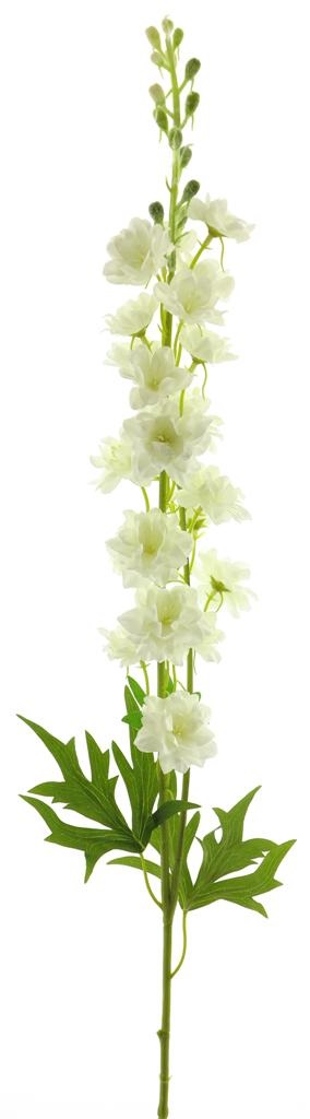 (Best) DELPHINIUM FINLANDAIS - CREME VAPORISE - 85cm (12908)