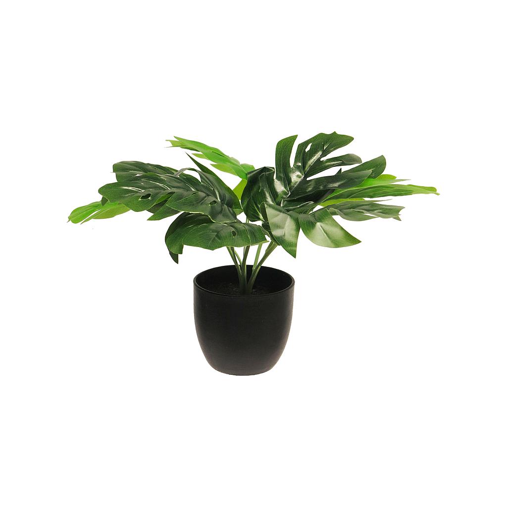 MONSTERA SUNSHINE - VERT - 28CM