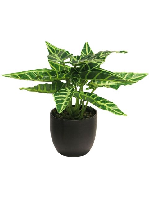 ALOCASIA SUNSHINE EN POT - VERT - 25CM