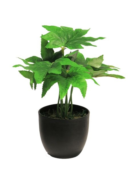 FATSIA SUNSHINE EN POT - VERT - 25CM