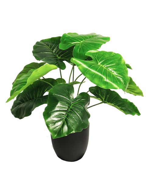 ALOCASIA SUNSHINE EN POT - VERT - 50CM