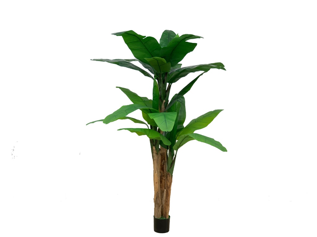 ***200CM BANANA TREE X 3 IN POT