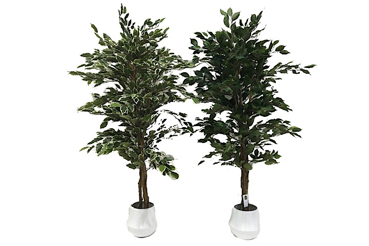 ***5' FICUS TREE 1092LVS