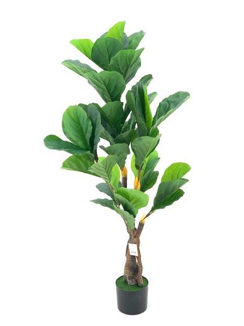 FICUS PANDURATA EN MACETA - 125CM  43 HOJAS