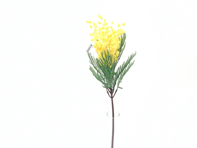 RAMA MIMOSA - 54CM