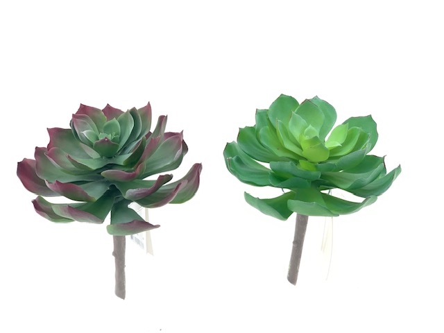 ***19CM 2-ASST SUCCULENT PICK