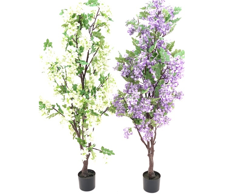 ***165CM NEW WISTERIA W/POT