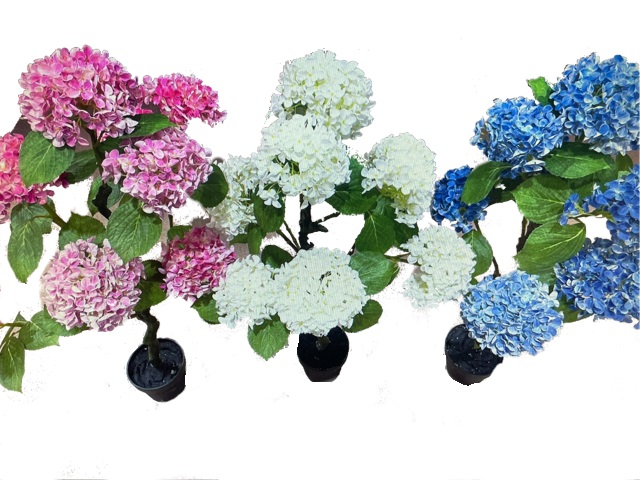 ***100CM HYDRANGEA TREE IN POT