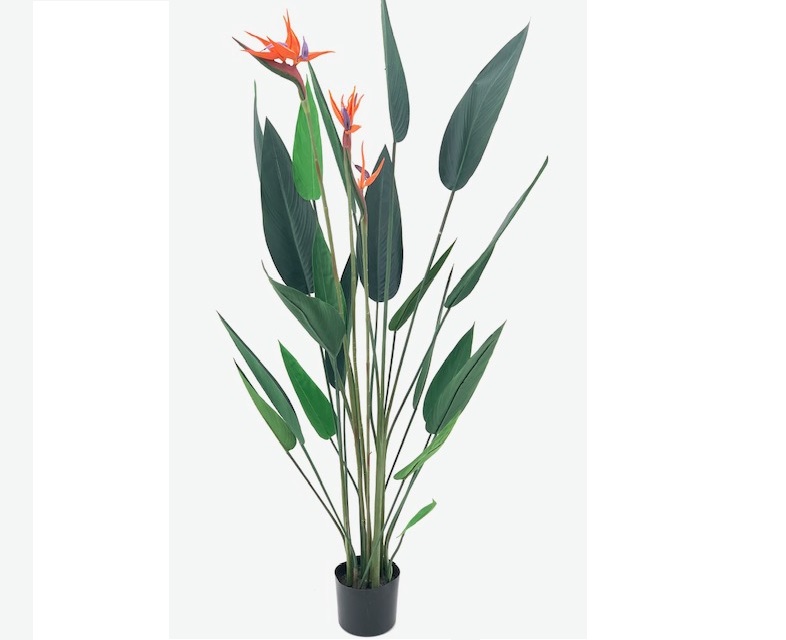 ***155CM STRELITZIA PLANT W/POT