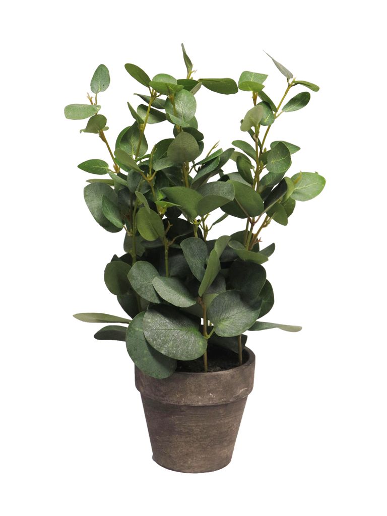 EUCALYPTUS EN POT - VERT - 38CM 