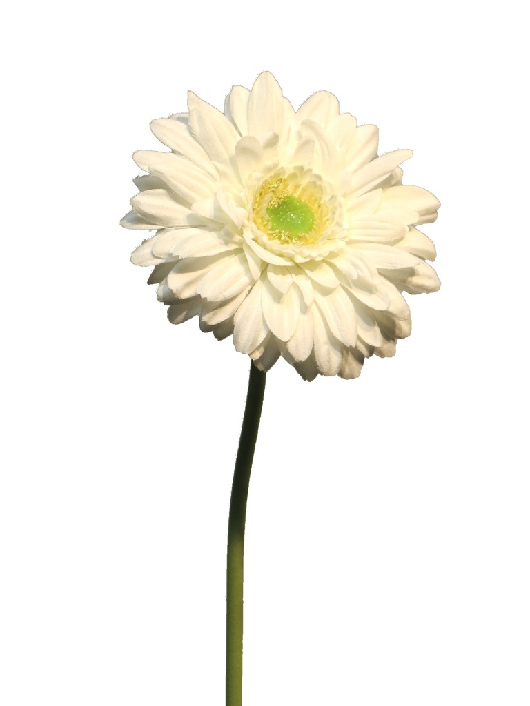 (Best) Gerbera Nice cream 48cm