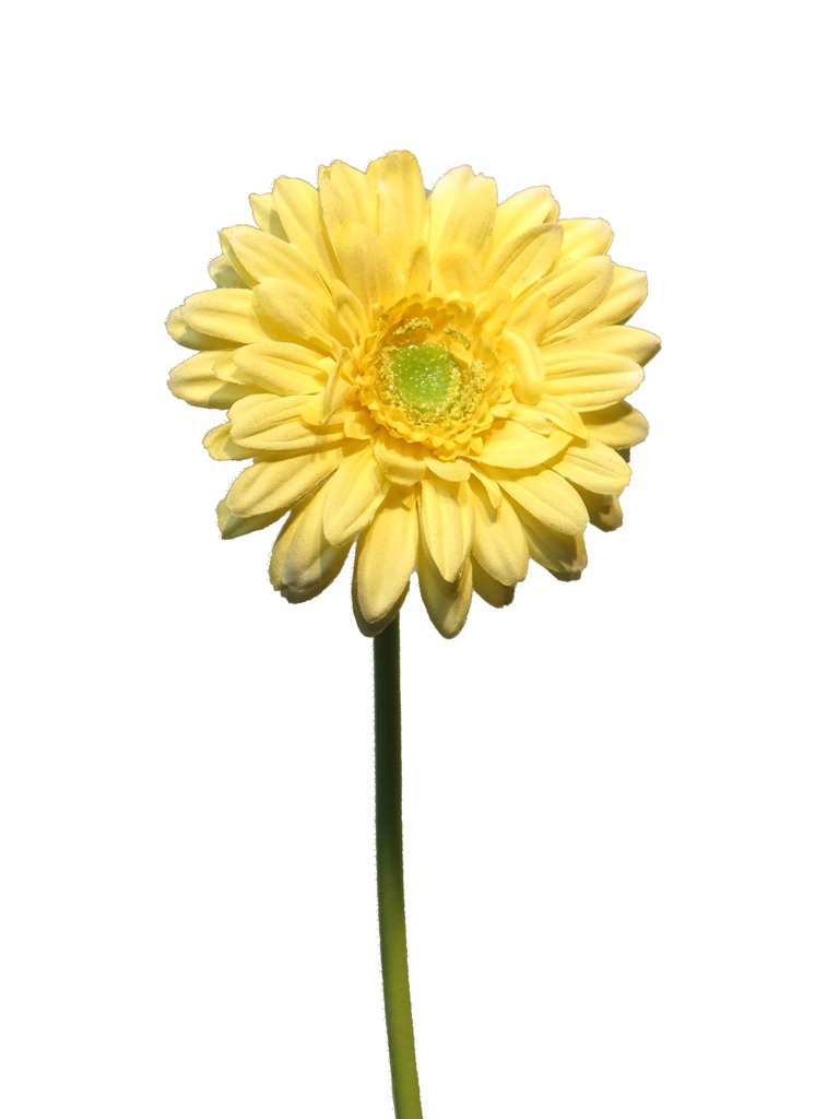 GERBERA NICE JAUNE 48CM