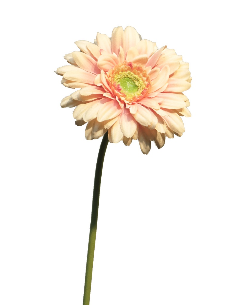 (Best) Gerbera Nice lt pink 48cm