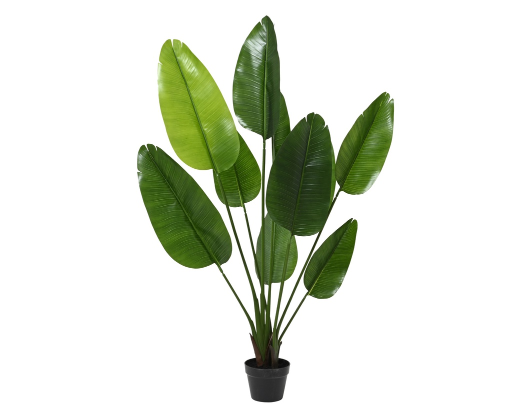 ***STRELITZIA PE GREEN dia70.00-H150.00cm