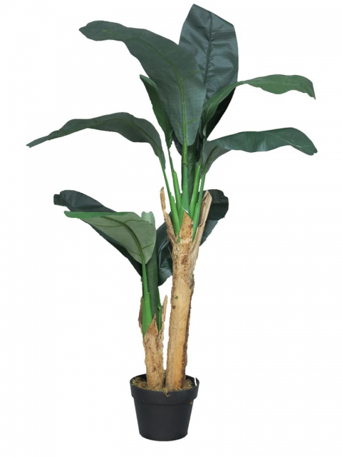 ALOCASIA CALIDORA VERDE 105CM (copia)