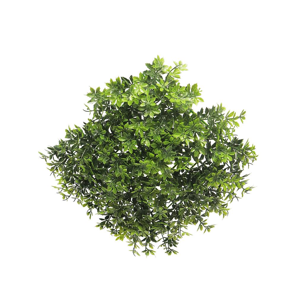 ***Crataegus mat green 10x10cm