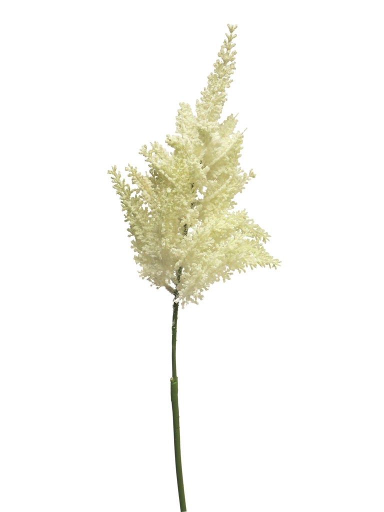 ***(Best) Astilbe spray cream 70cm