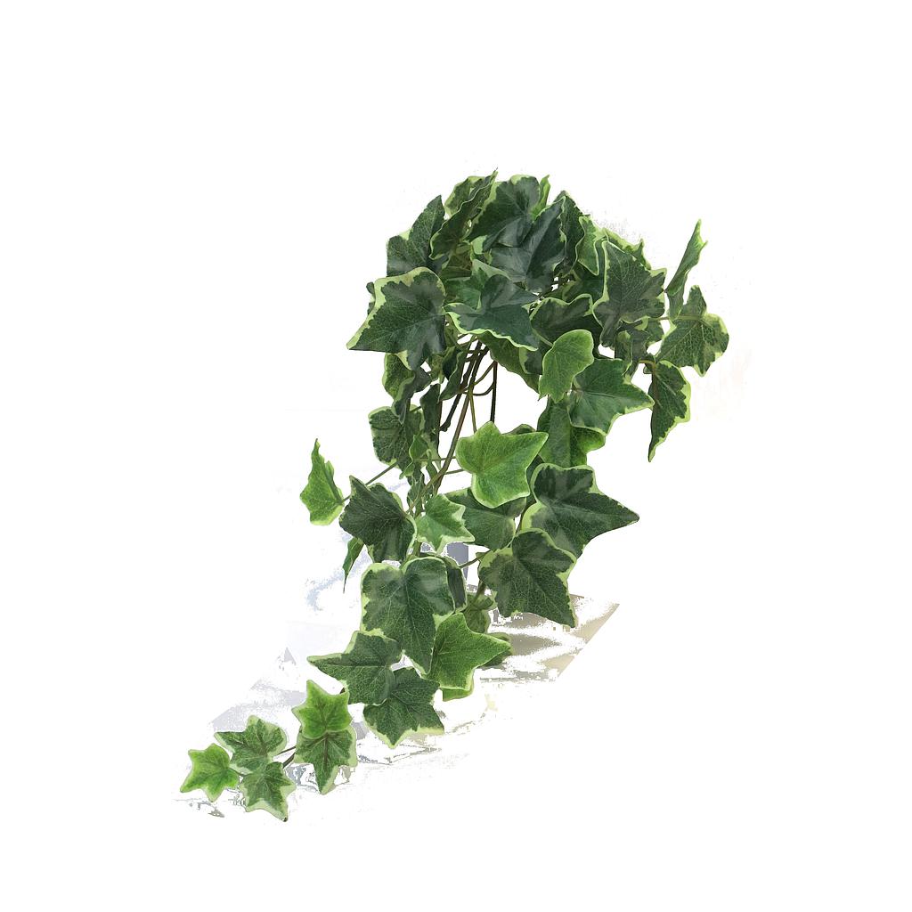 (Best) Ivy Chicago hanger M variegated 46cm (81 lvs)