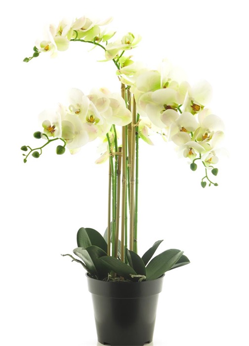 ORCHIDEE MALIBU EN POT - JAUNE - 90CM