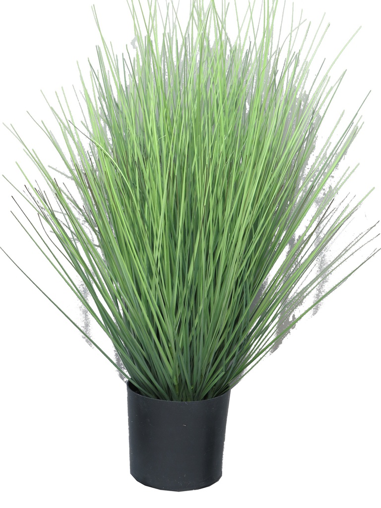 (Best) King festuca green in pot 60cm