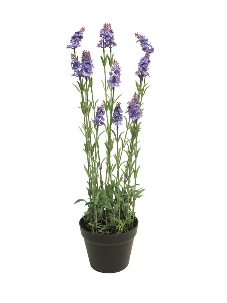 ***LAVENDER PLANT W/POT BLUE 65CM