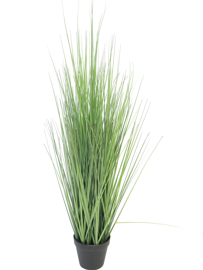 ***KING FESTUCA GREEN W/POT 115CM